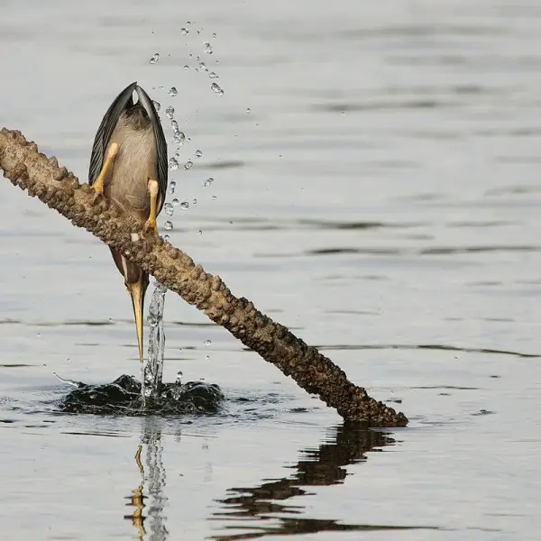 Green Heron photo