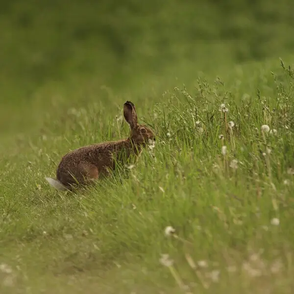 European Hare photo