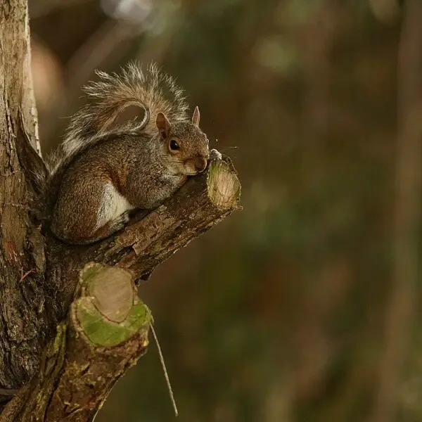 Eastern Gray Squirrel photo