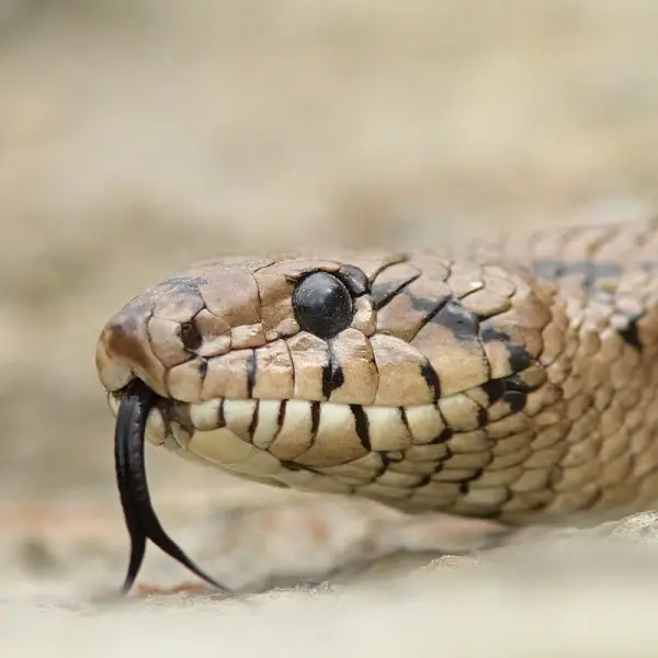 Ladder Snake Facts, Diet, Habitat & Pictures on Animalia.bio