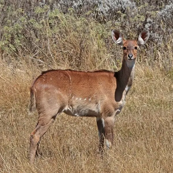 Mountain Nyala - Facts, Diet, Habitat & Pictures on 