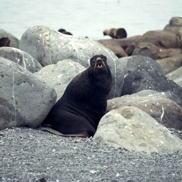 Northern Fur Seal photo
