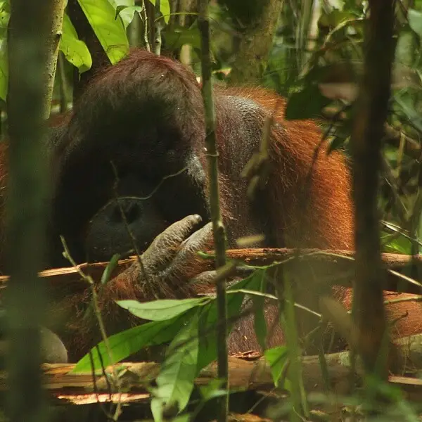 Bornean Orangutan photos