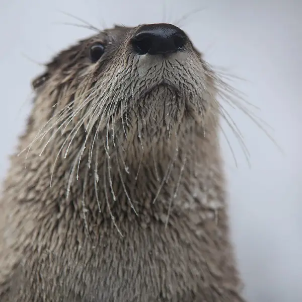 North American River Otter photo