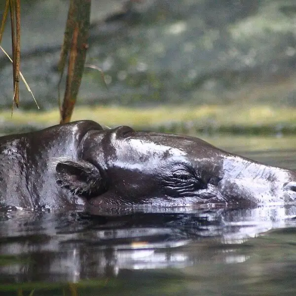 Pygmy Hippo photo