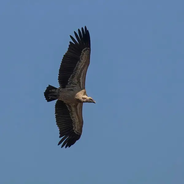 Rüppell's vulture photo