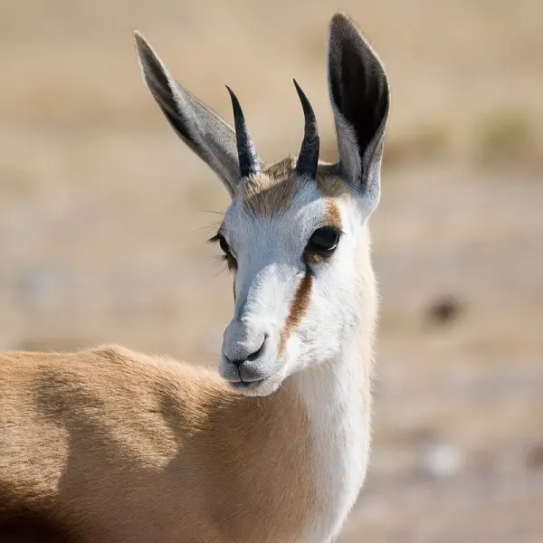 Springbok photo