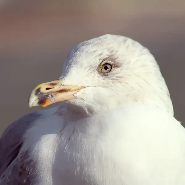 European Herring Gull photo