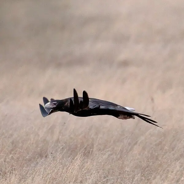 Wedge-Tailed Eagle photo