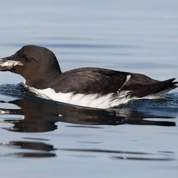 A Br?nnich's guillemot (Uria lomvia) was diving for a fish and succeeded.