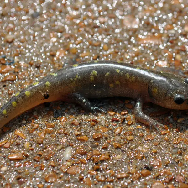 A juvenile spotted salamander (Ambystoma maculatum) in Tyson Research Center, Missouri.