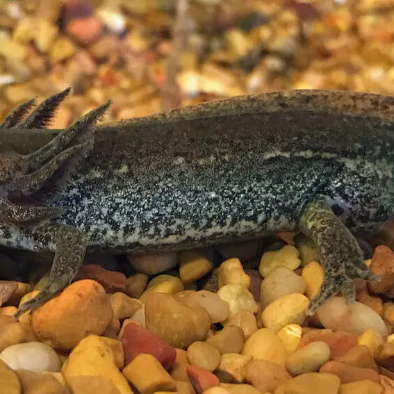 A paedomorphic male Ambystoma talpoideum (mole salamander) in an aquarium at the University of Mississippi Field Station