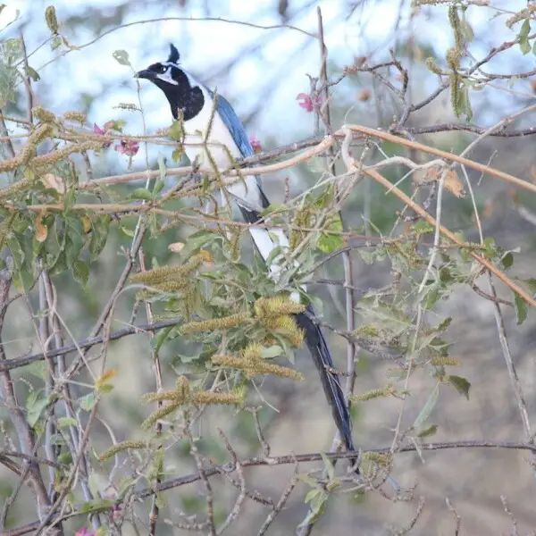Black-throated Magpie-jay (Calocitta colliei)