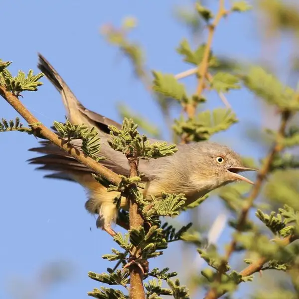 Burntnecked eremomela Facts, Diet, Habitat & Pictures on Animalia.bio