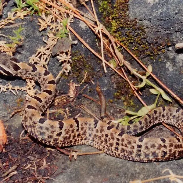 Tamaulipan Rock Rattlesnake (Crotalus morulus), a juvenile from ca. 5 km, south of the type locality in El Cielo Biosphere Reserve, Municipality of G?mez Far?as, Tamaulipas, Mexico. Photographed on 27 May 2005 by William L. Farr. This image was originally