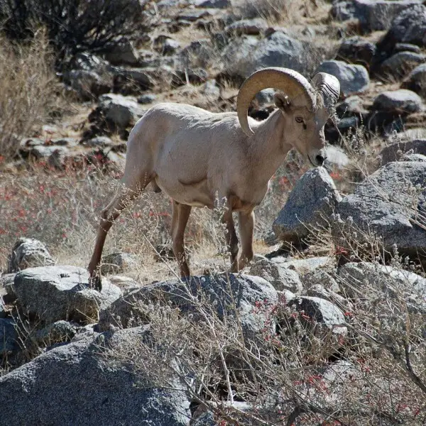 Desert bighorn sheep in the Hellhole Canyon in the Anza-Borrego Desert State Park