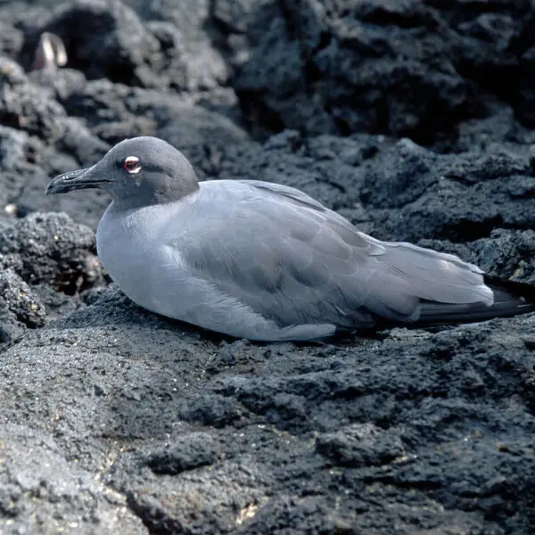 lava gull, Genovesa