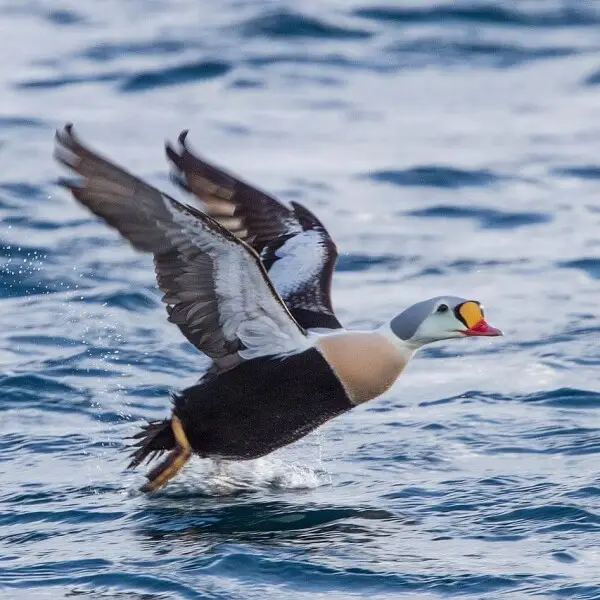 King eider - Facts, Diet, Habitat & Pictures on Animalia.bio