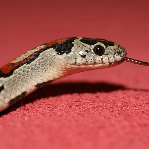 Lampropeltis Mexicana Greeri snake in private collection of Jakub Seif.