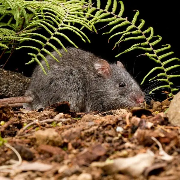 An adult female Smoky Mouse from the Grampians National Park.