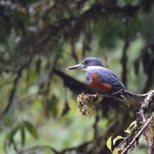 Costa Rica 2/12/16

La Mina near Rancho Naturalista
