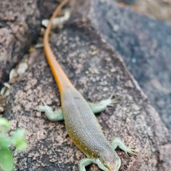 Adult male of the Rainbow skink (Trachylepis margaritifera) at Nwanedzi River, Kruger National Park (South Africa)