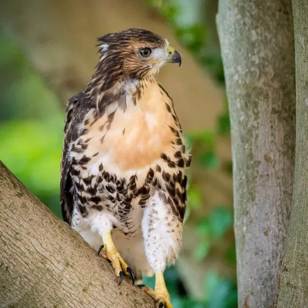 One of the four red-tailed hawk fledglings is seen on the ground outside of the U.S. Department of Agriculture (USDA) Whitten Building June 14, 2017.  USDA photo by Preston Keres