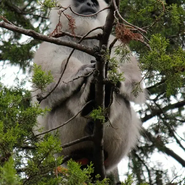 A type of Monkey spotted in Jim Corbett National Park, Uttarakhand, India