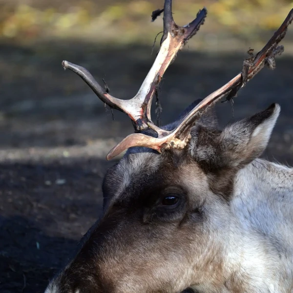 Finnish forest reindeer