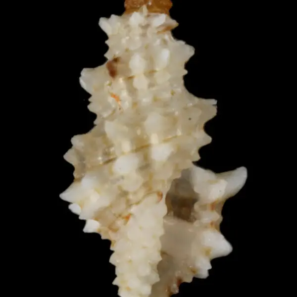 PRESERVED_SPECIMEN; Microdaphne morrisoni Rehder, 1980; Type status: 	N/A; Identified by:	N/A; Individual count:	1; Event date: 	2012-11-07T00:00:00Z