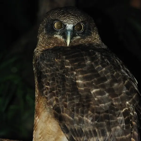 A Rufous Owl at Taronga Zoo, Sydney, Australia.