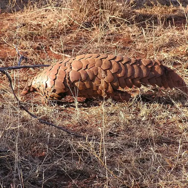 Ground Pangolin photo