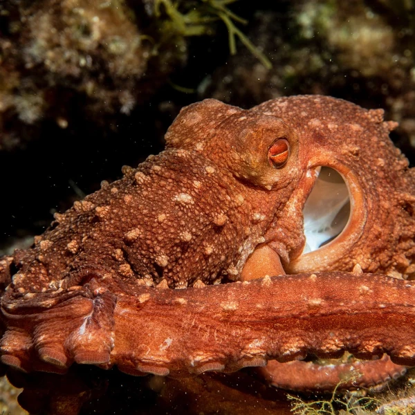 Atlantic White-Spotted Octopus