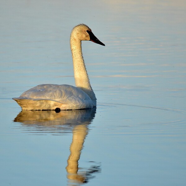 Trumpeter Swan photo