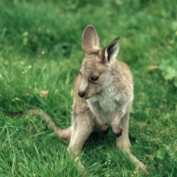 15-month-old Western great grey kangaroo. Otways. Jeoff Beilby
