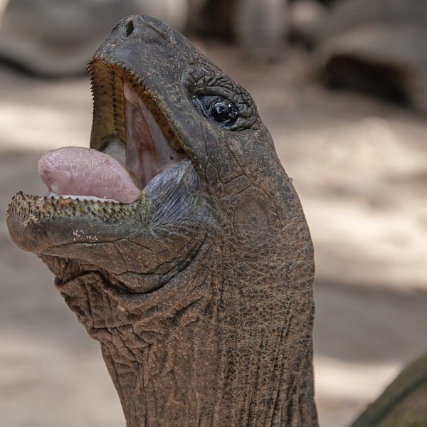 Aldabra Giant Tortoise photo