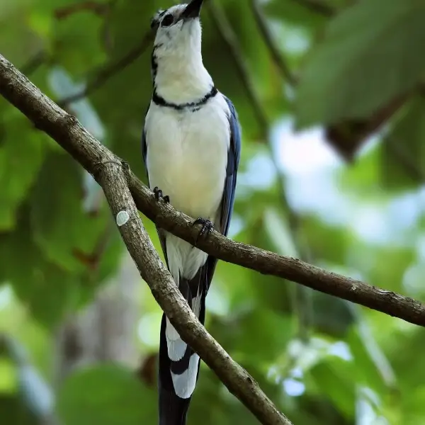 White-throated Magpie-jay at Montezuma on the Nicoya Peninsula, Costa Rica