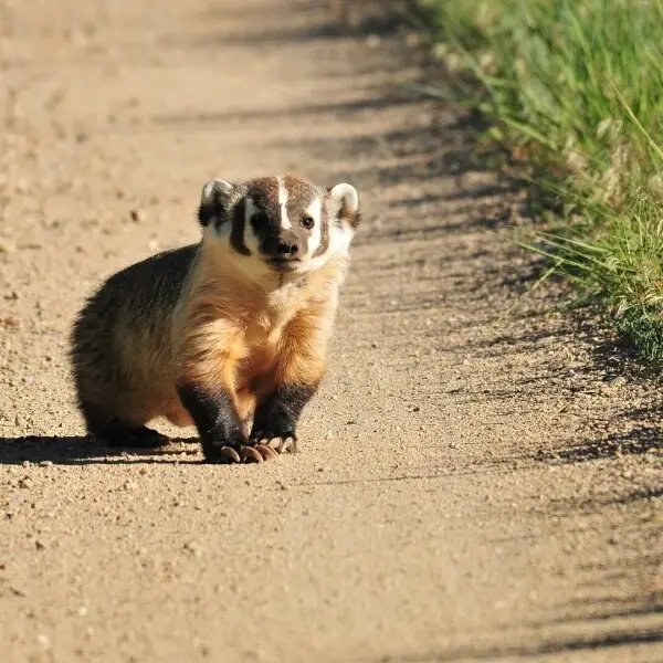 American Badger photo