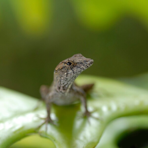 Brown Anole photo