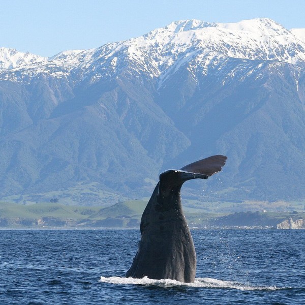 Sperm Whale photo