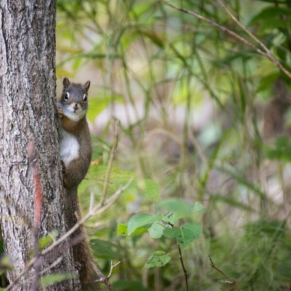 American Red Squirrel photo
