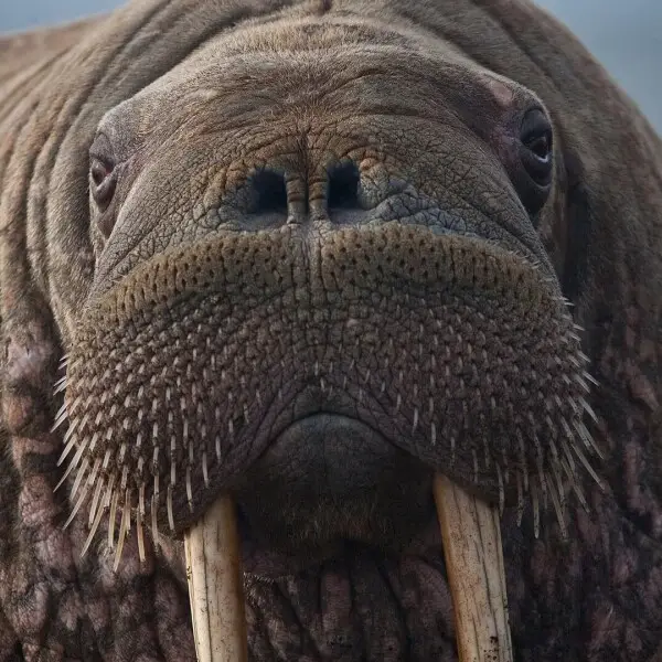 Walrus photo