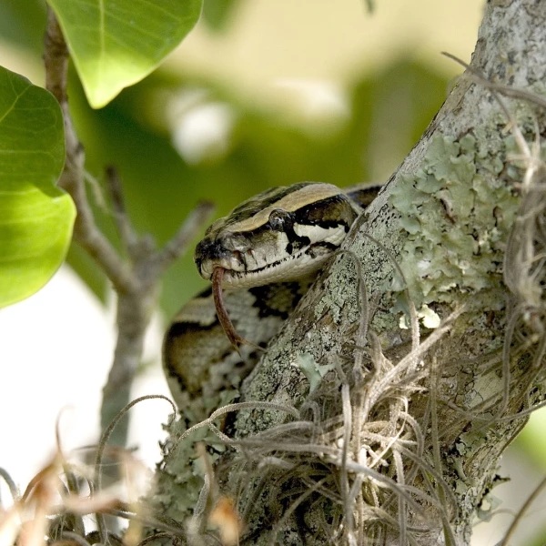 Florida Burmese Python
