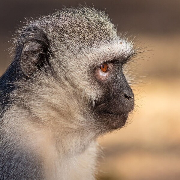 Vervet Monkey photo