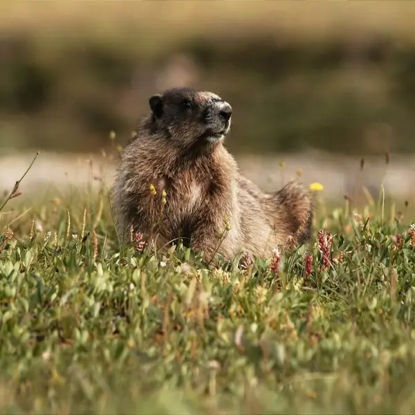 Hoary Marmot photo