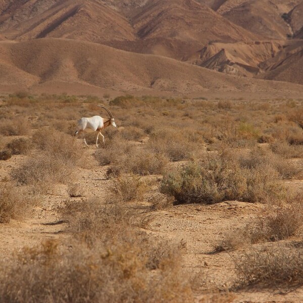 Scimitar Oryx photo