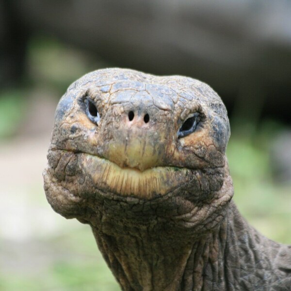 Galpagos Tortoise photo