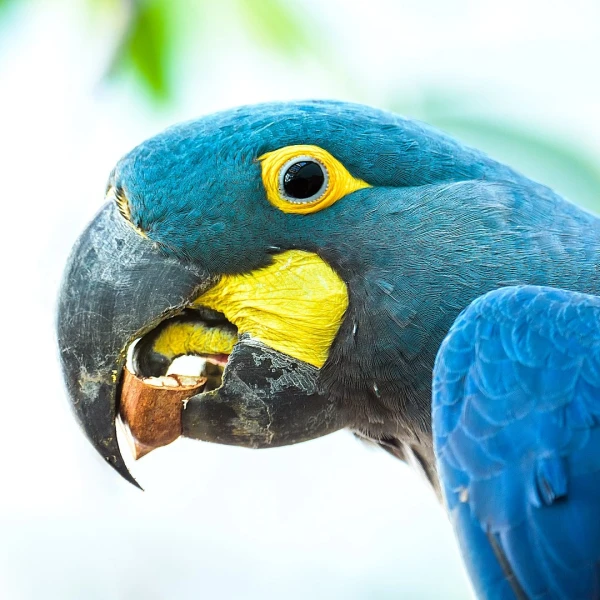 Lear's Macaw photo