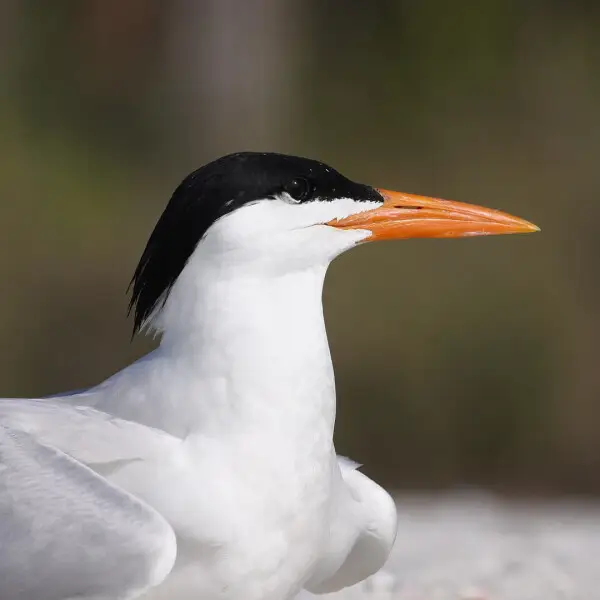 Royal Tern photo