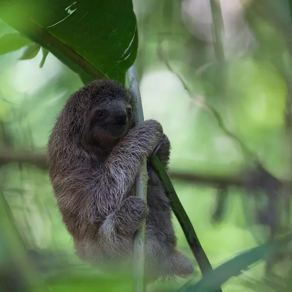 Brown-Throated Three-Toed Sloth photo